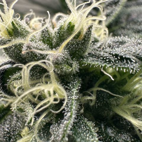 MiscxLAZ #08 C #1 growlog timeline photo
