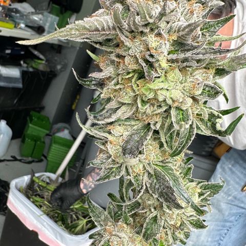 CxLAZ #14 53.59g growlog photo: Harvest day