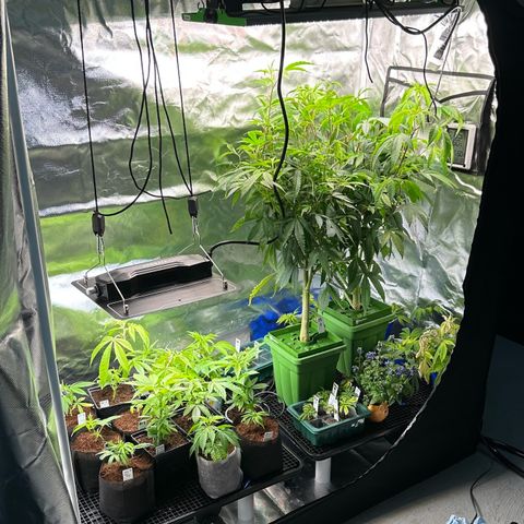MiscxLAZ #26 C #2 growlog timeline photo