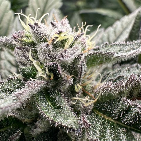 MiscxLAZ #22 C 42.33g growlog timeline photo
