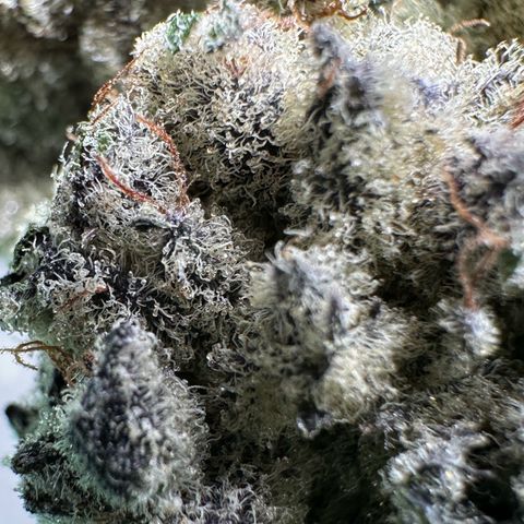 Misc x (LA Kush x Zkittles) #29 25.69g growlog timeline photo