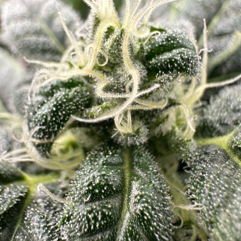 MiscxLAZ #08 C #1 growlog timeline photo