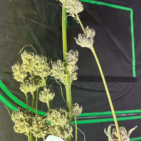 Misc x (LA Kush x Zkittles) #10 growlog photo: Moved to plastic bag