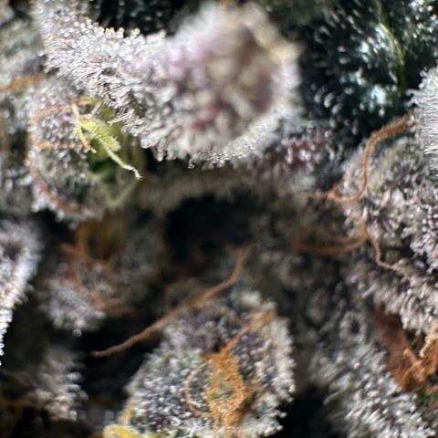 CxLAZ #24 37.13g growlog timeline photo