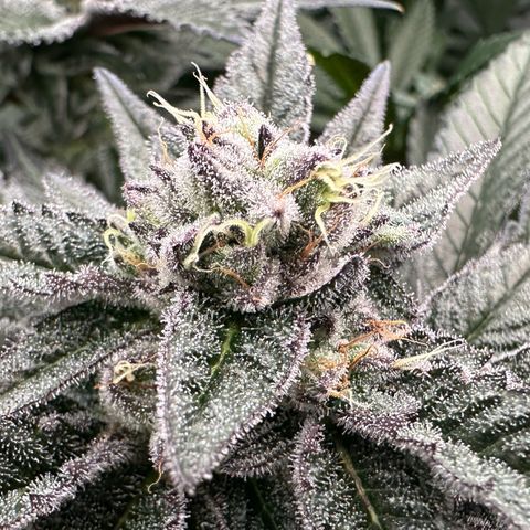 MiscxLAZ #22 C 42.33g growlog timeline photo