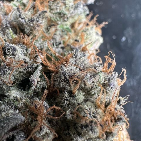CxLAZ #31 58.75g growlog photo: Trimmed and moved to jar
