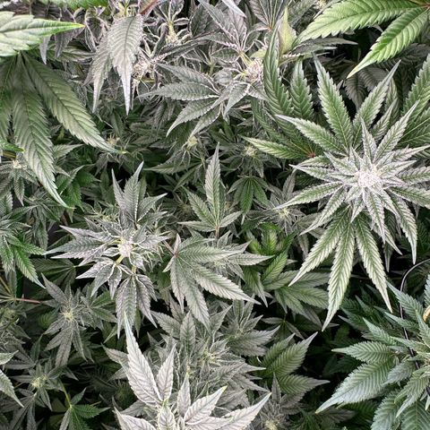 MiscxLAZ #37 C growlog timeline photo