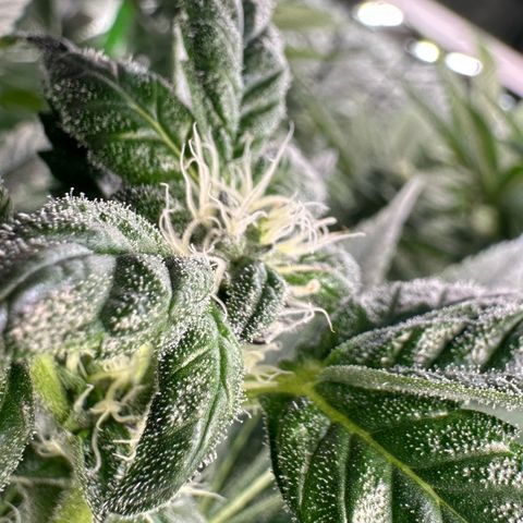 CxLAZ #31 C growlog timeline photo