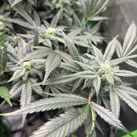 MiscxLAZ #08 C #1 growlog timeline photo