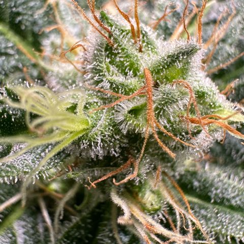 Fuel D.OG #1 Female 47.36g growlog timeline photo