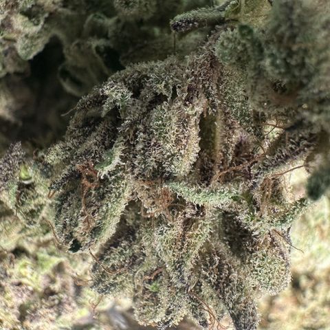 Misc x (LA Kush x Zkittles) #28 13.53g growlog timeline photo