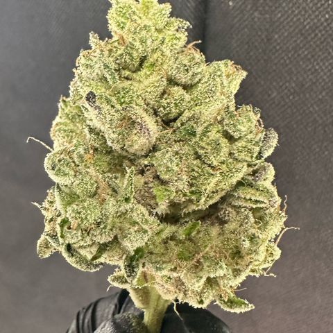 CxLAZ #24 37.13g growlog photo: Seeded bud
