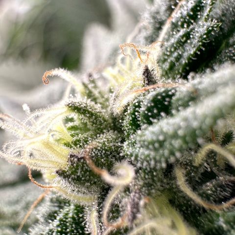 MiscxLAZ 5-4 34.63g growlog timeline photo