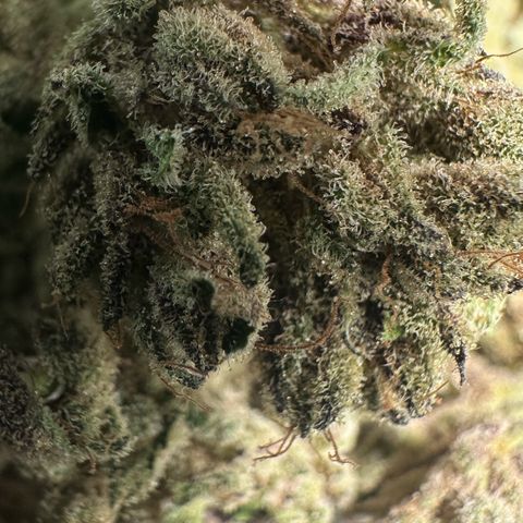 Misc x (LA Kush x Zkittles) #28 13.53g growlog timeline photo