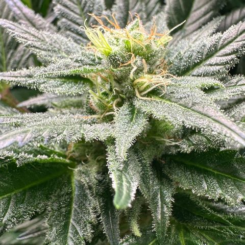 Fuel D.OG #1 Female 47.36g growlog timeline photo
