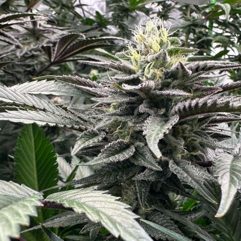 CxLAZ #03 C #1 58.58g growlog timeline photo