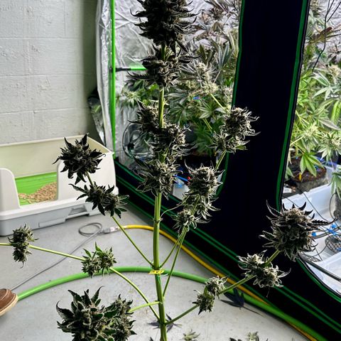 CxLAZ #16 50.72g growlog photo: Harvest day