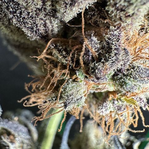 Misc x (LA Kush x Zkittles) #22 34.14g growlog photo: Moved to plastic bag