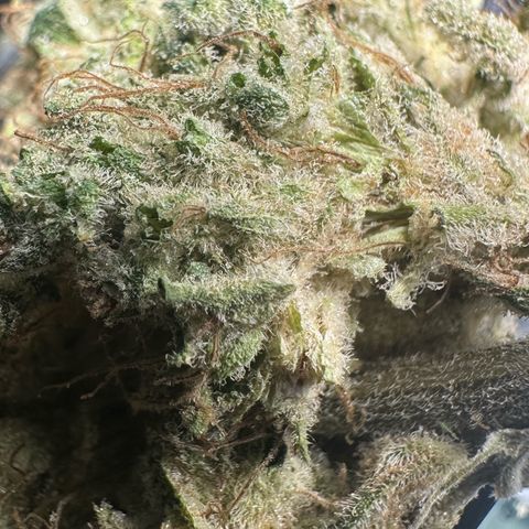 CxLAZ #15 52g growlog photo: Trim and put in grove bag, kind of dry.