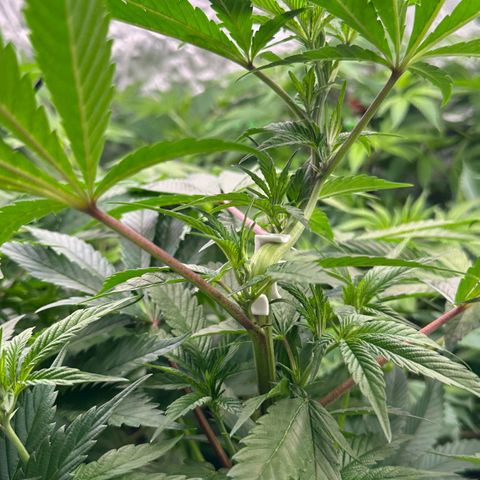 MiscxLAZ #29 C growlog timeline photo
