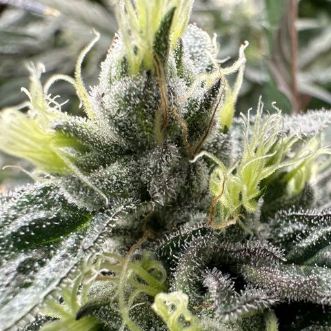 CxLAZ #03 C #1 58.58g growlog timeline photo