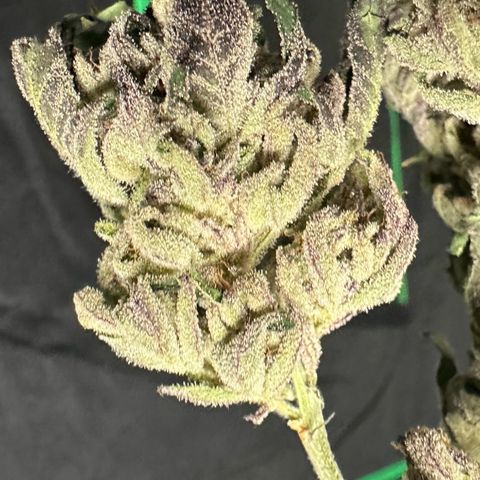 Misc x (LA Kush x Zkittles) #10 growlog photo: Moved to plastic bag