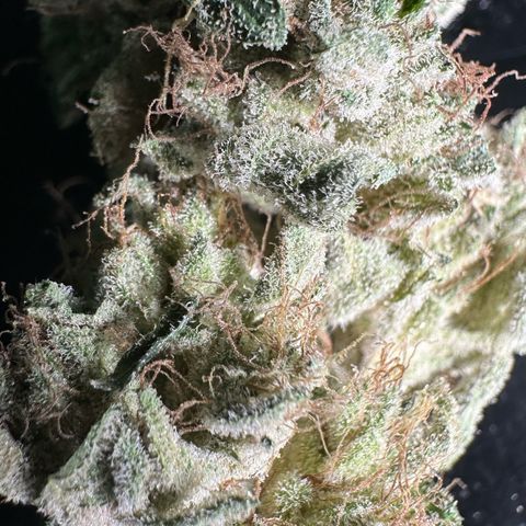 CxLAZ #20 13.7g growlog timeline photo