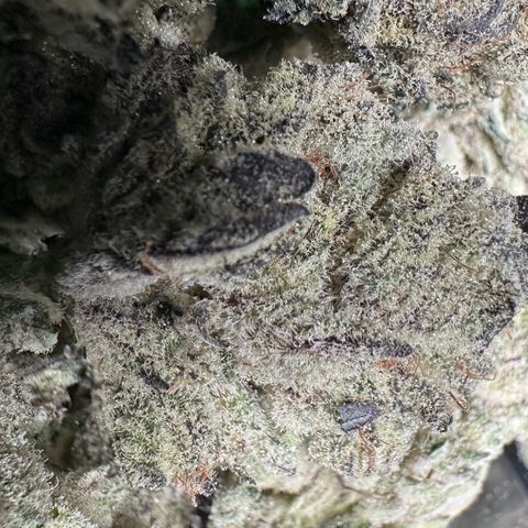 Misc x (LA Kush x Zkittles) #29 25.69g growlog timeline photo