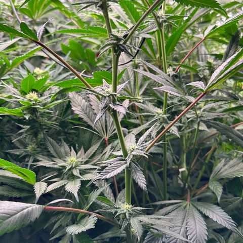 MiscxLAZ #29 C growlog timeline photo