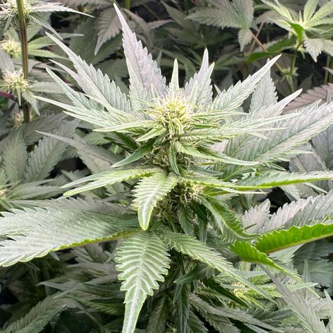 Fuel D.OG #1 Female 47.36g growlog timeline photo