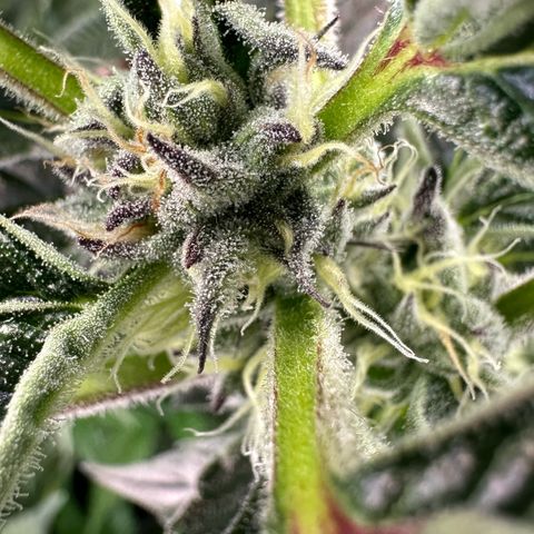 MiscxLAZ #37 C growlog timeline photo