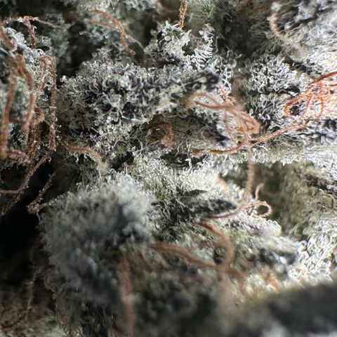 CxLAZ #24 37.13g growlog timeline photo
