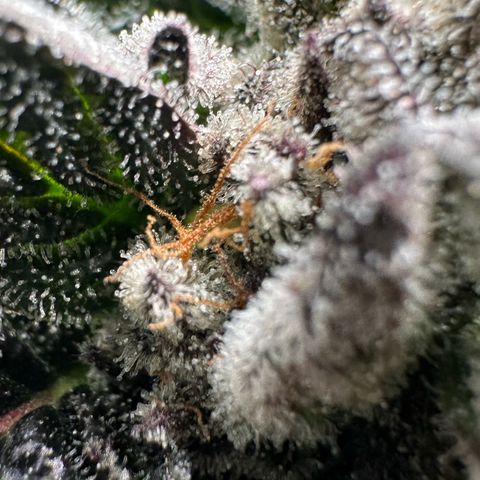 Misc x (LA Kush x Zkittles) #35 28.55g growlog timeline photo