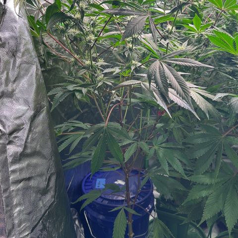 CxLAZ #03 C #1 58.58g growlog timeline photo