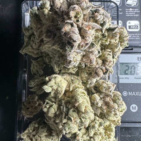 Misc x (LA Kush x Zkittles) #26 60.7g growlog timeline photo