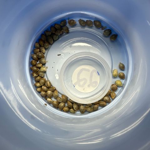 Misc x (LA Kush x Zkittles) #22 34.14g growlog photo: Seeds harvested