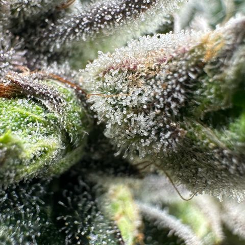 Misc x (LA Kush x Zkittles) #23 28.19g growlog timeline photo