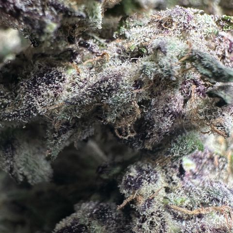 CxLAZ #03 45.52g growlog timeline photo