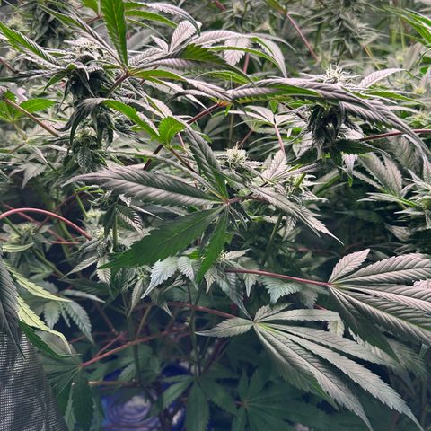 CxLAZ #03 C #1 58.58g growlog timeline photo