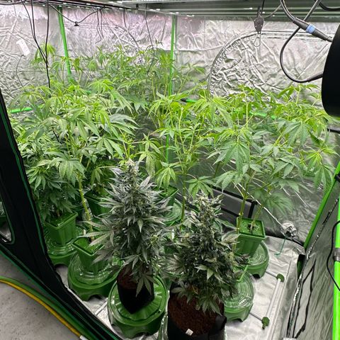 CxLAZ #16 50.72g growlog timeline photo