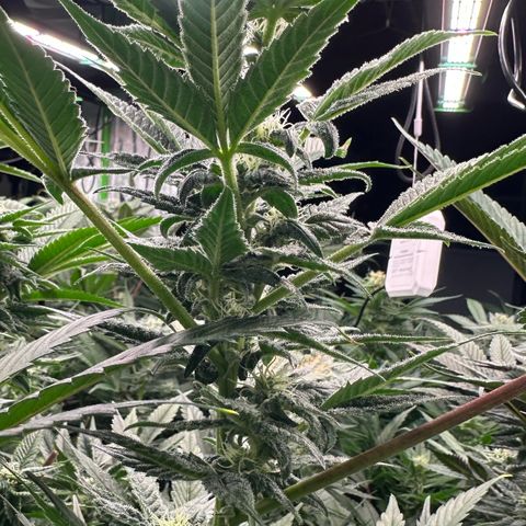 CxLAZ #31 C growlog timeline photo
