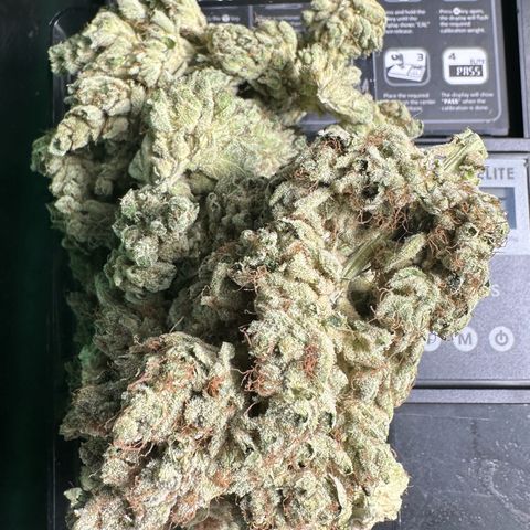 CxLAZ #06 growlog timeline photo