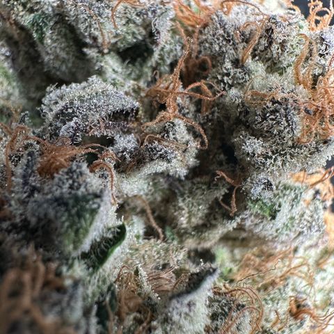 CxLAZ #31 58.75g growlog photo: Trimmed and moved to jar