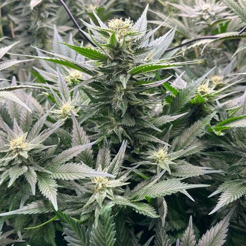 Fuel D.OG #1 Female 47.36g growlog timeline photo