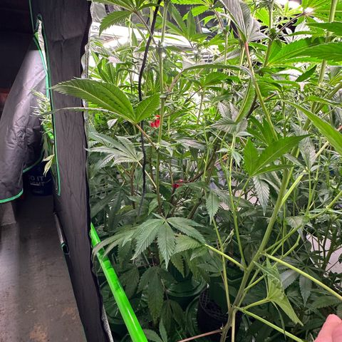 MiscxLAZ 5-4 34.63g growlog timeline photo