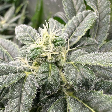 MiscxLAZ #08 C #1 growlog timeline photo