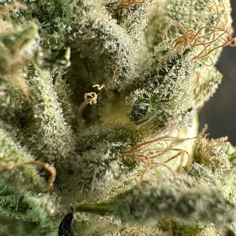 Misc x (LA Kush x Zkittles) #35 28.55g growlog timeline photo