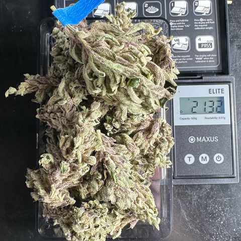 Misc x (LA Kush x Zkittles) #33 19.08g growlog photo: 19g total put in Grove bag