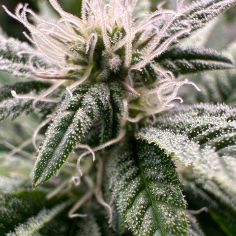 MiscxLAZ #26 C #1 47.15g growlog timeline photo