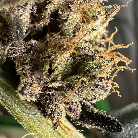 Misc x (LA Kush x Zkittles) #22 34.14g growlog photo: Moved to plastic bag